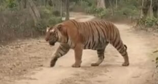फाटो-सफारी-जोन-में-दिखा-अब-तक-का-सबसे-विशाल-बाघ,-‘हरक्यूलिस’-बना-आकर्षण-का-केंद्र