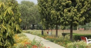 दिल्ली-के-जापानी-पार्क-में-पेड़-से-लटकी-मिली-नाबालिग-की-लाश,-रहस्य-बना-मौत-का-कारण